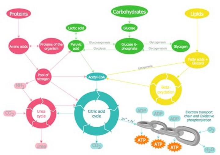 Shedding Light On Biochemical Pathway Complexity